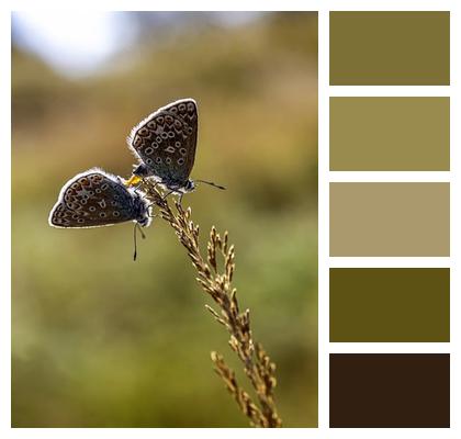 Butterfly Common Blue Pollination Image